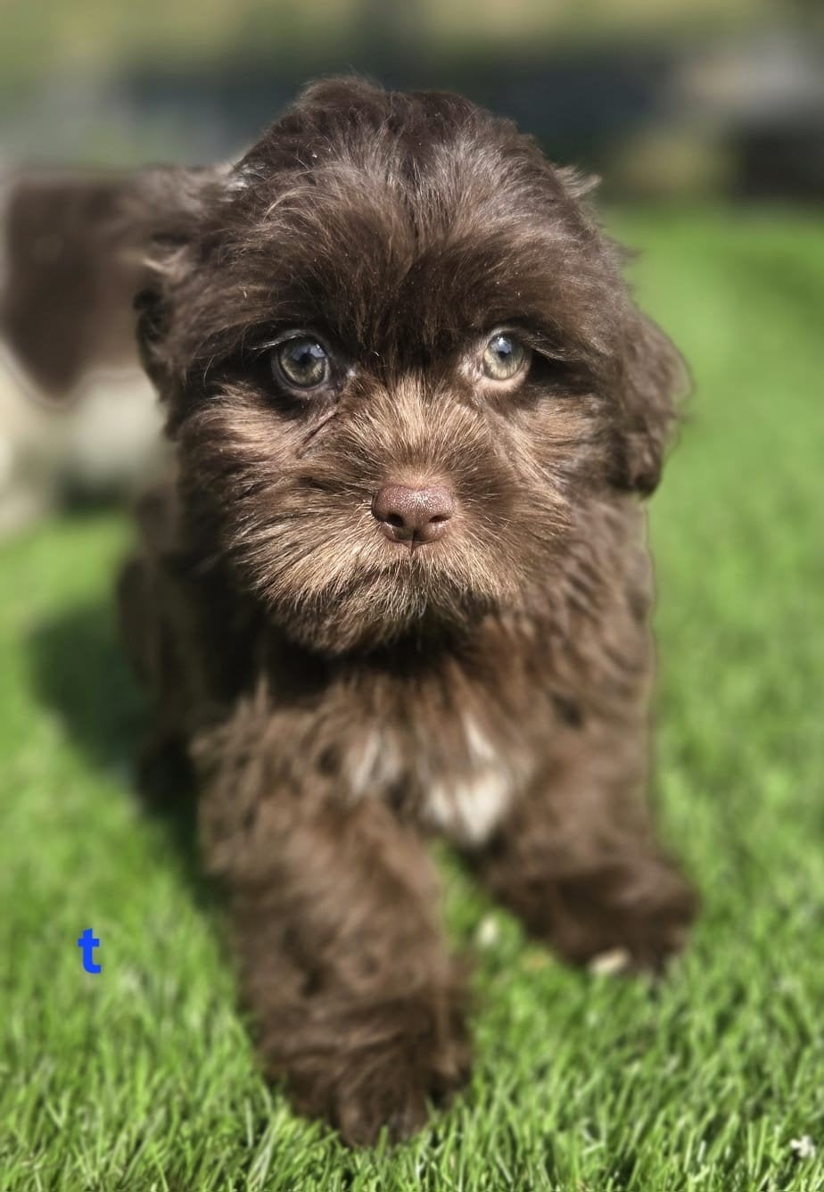 Te koop leuke Boomer pups, Dieren en Toebehoren, Honden | Chihuahua's en Gezelschapshonden, Parvo, Nederland, Overige rassen, 8 tot 15 weken