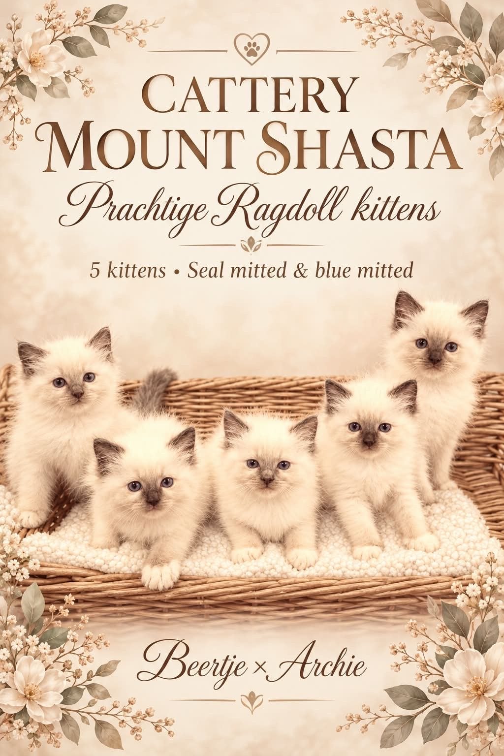 Prachtige ragdoll kittens met stamboom, Dieren en Toebehoren, Meerdere dieren, Met stamboom, 0 tot 2 jaar