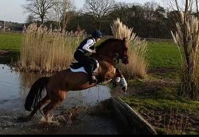 Allround E pony, Dieren en Toebehoren, Pony's, Springpony, 11 jaar of ouder, Merrie, E pony (1.48m - 1.57m)
