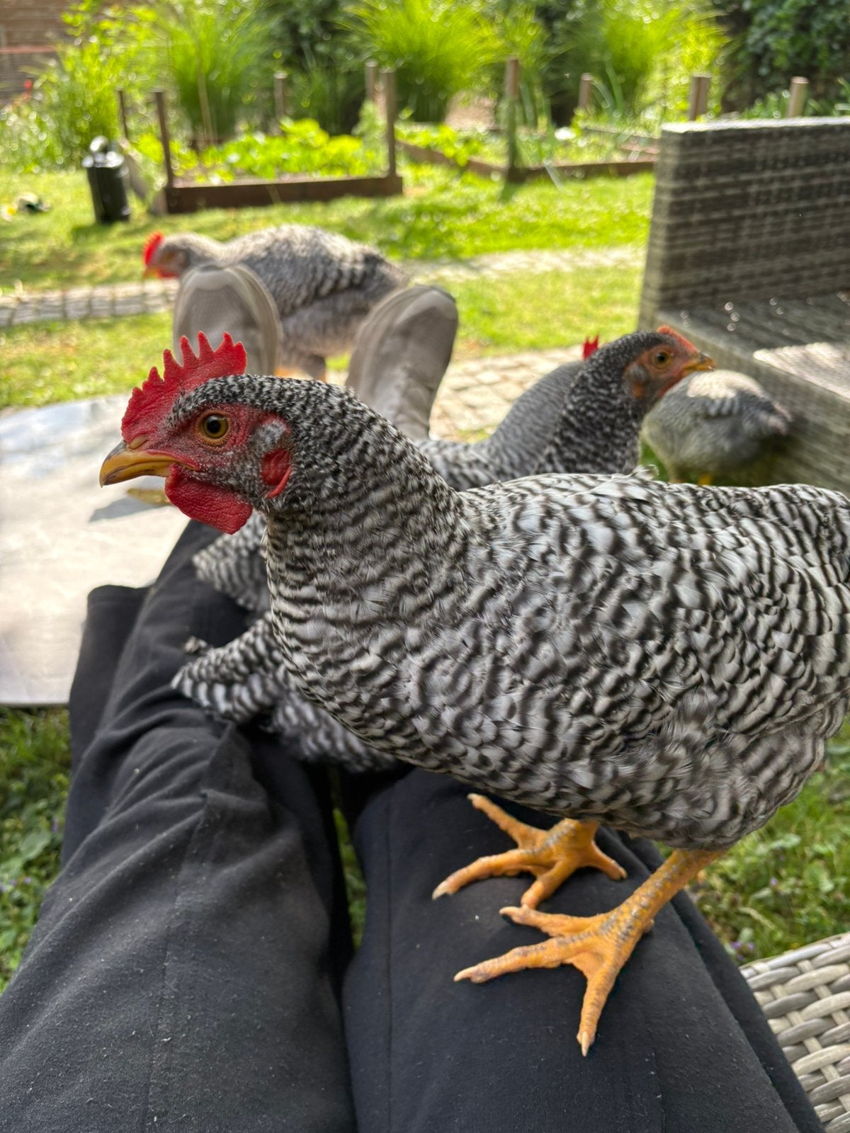 Tamme Amrock hanen, Dieren en Toebehoren, Pluimvee, Mannelijk, Kip