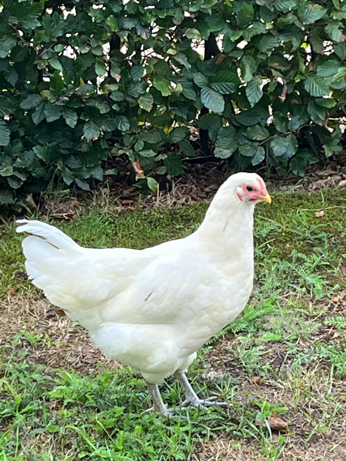 Australorp Haan, Mannelijk, Kip