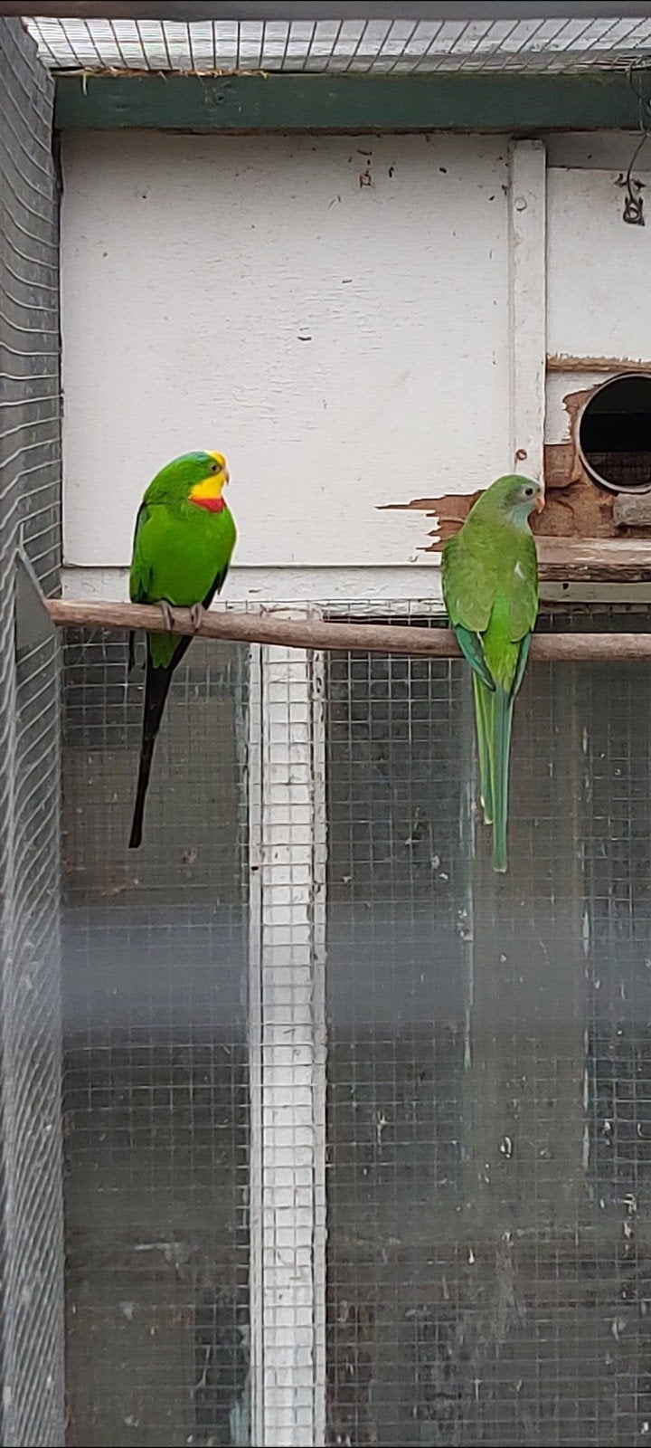 Kweekkoppel barraband, Meerdere dieren, Parkiet, Geringd