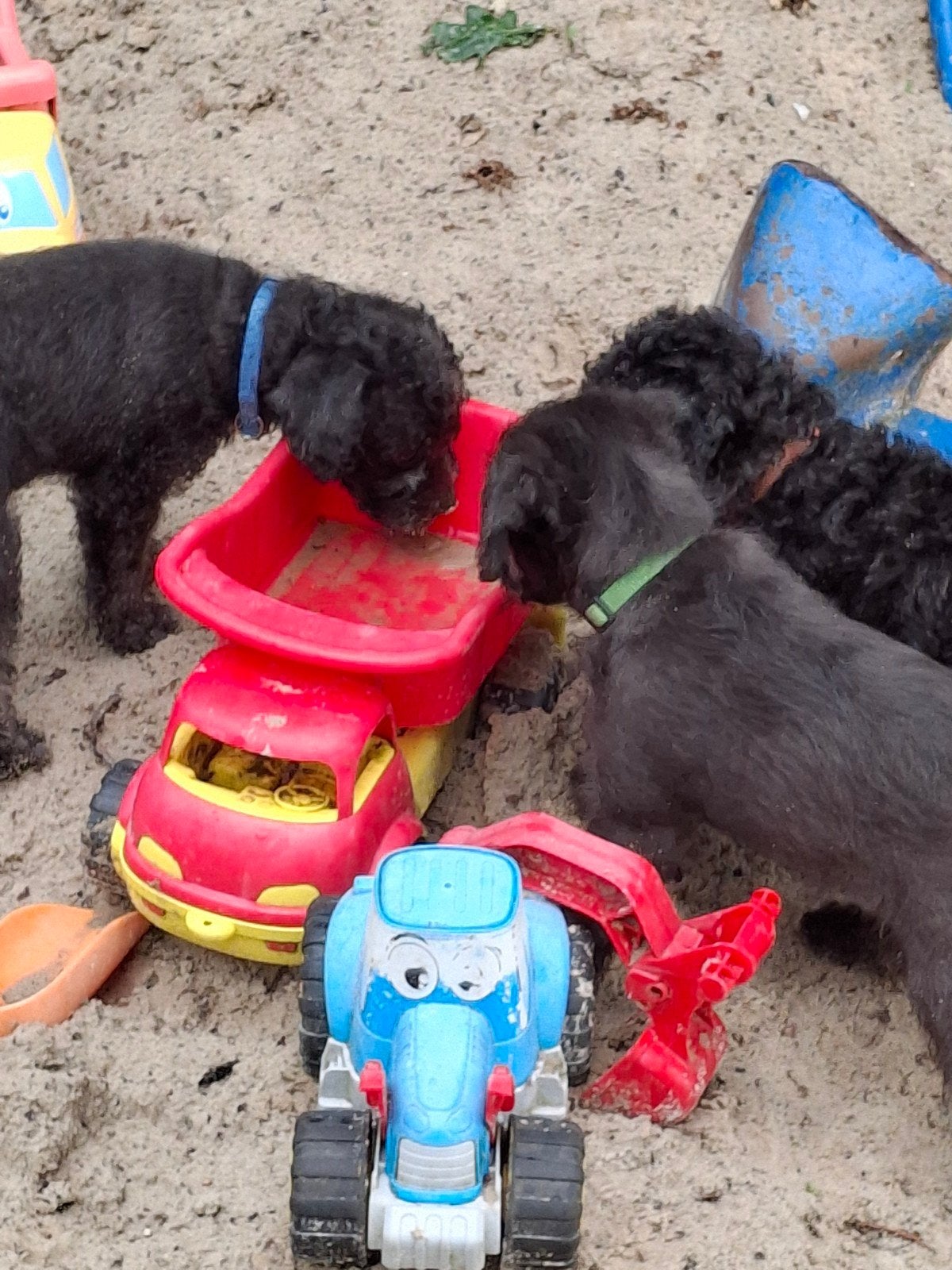 Pups toy poedel, 8 tot 15 weken, Meerdere, Meerdere dieren, Klein