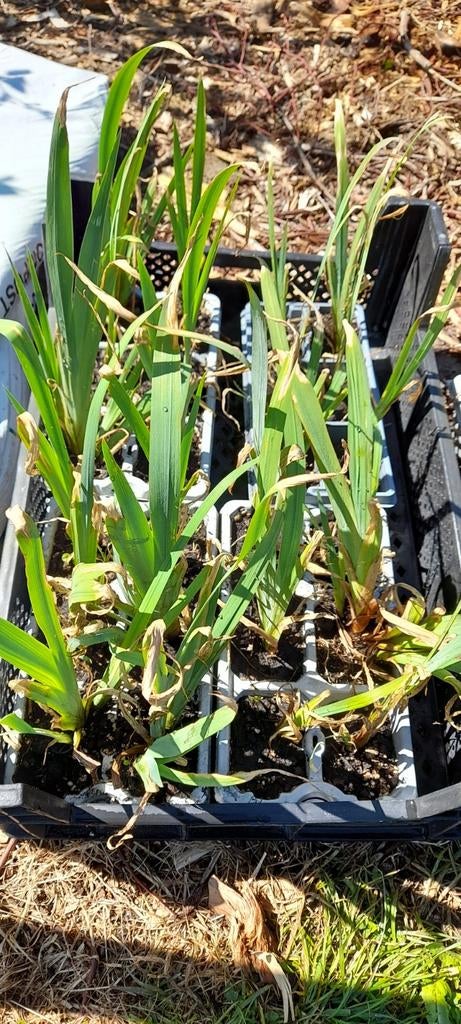 Grote Zwaardlelie Planten - Perfect voor Tuin of Vijver, Tuin en Terras, Ophalen, Volle zon, Vaste plant, Zomer