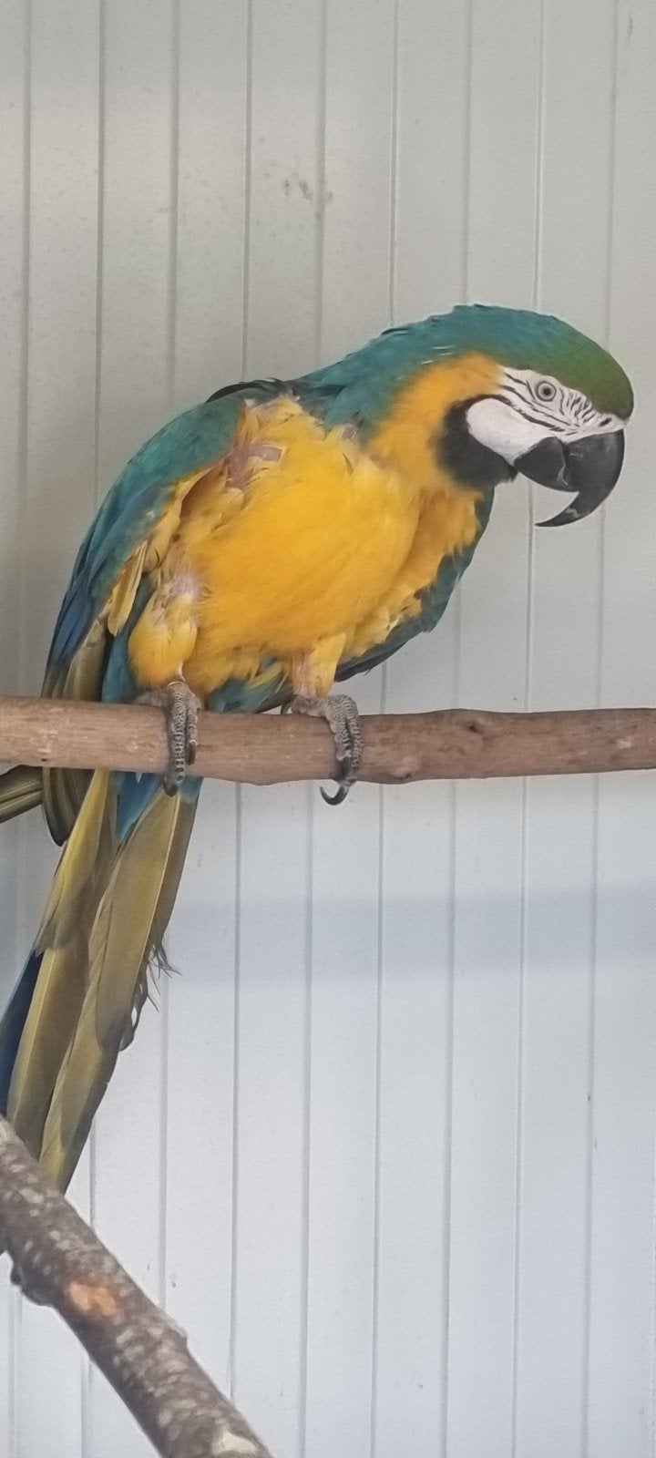 blauw gele ara 0-1  2016, Dieren en Toebehoren