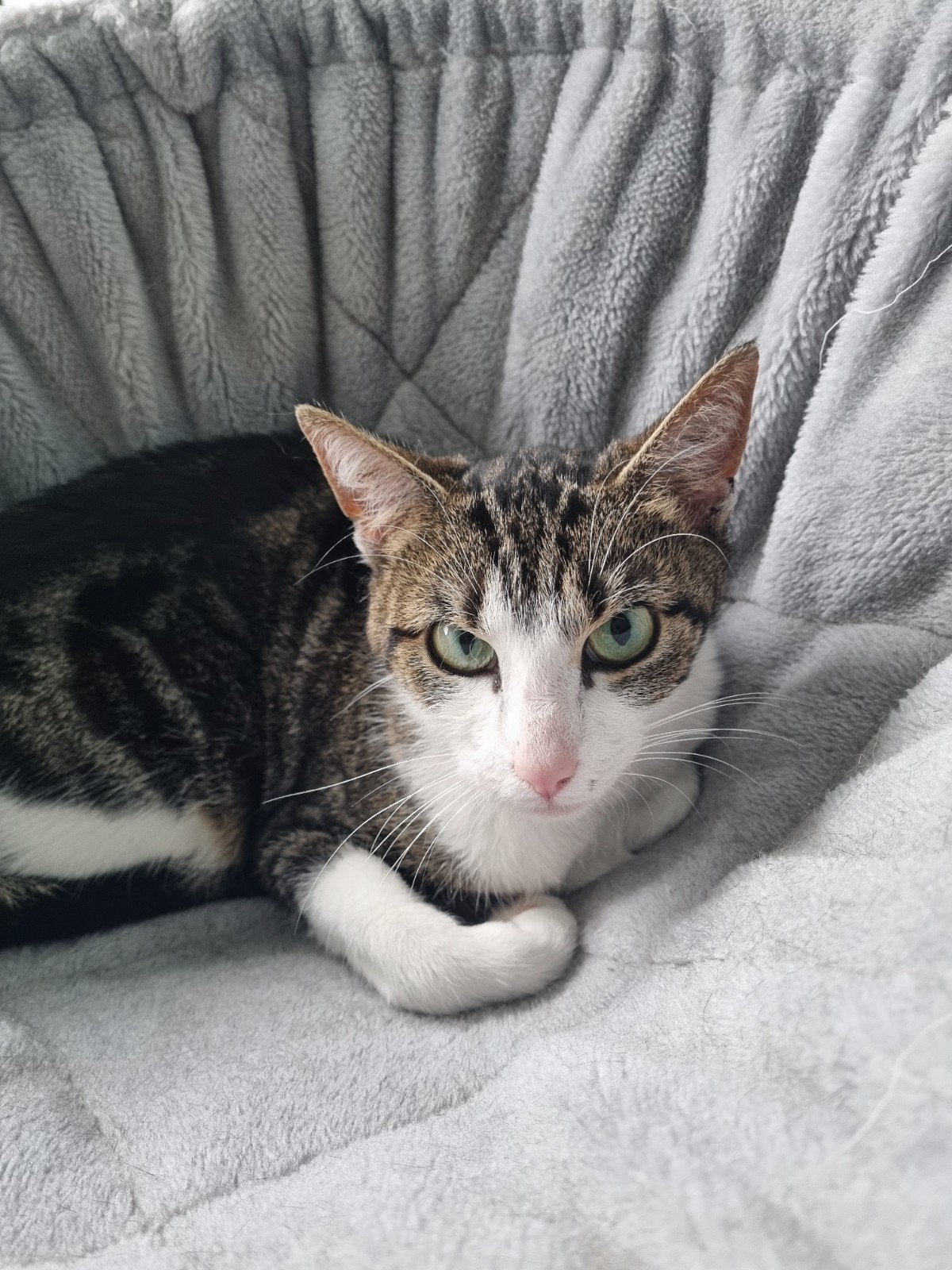Op zoek naar een nieuwe woning., Dieren en Toebehoren