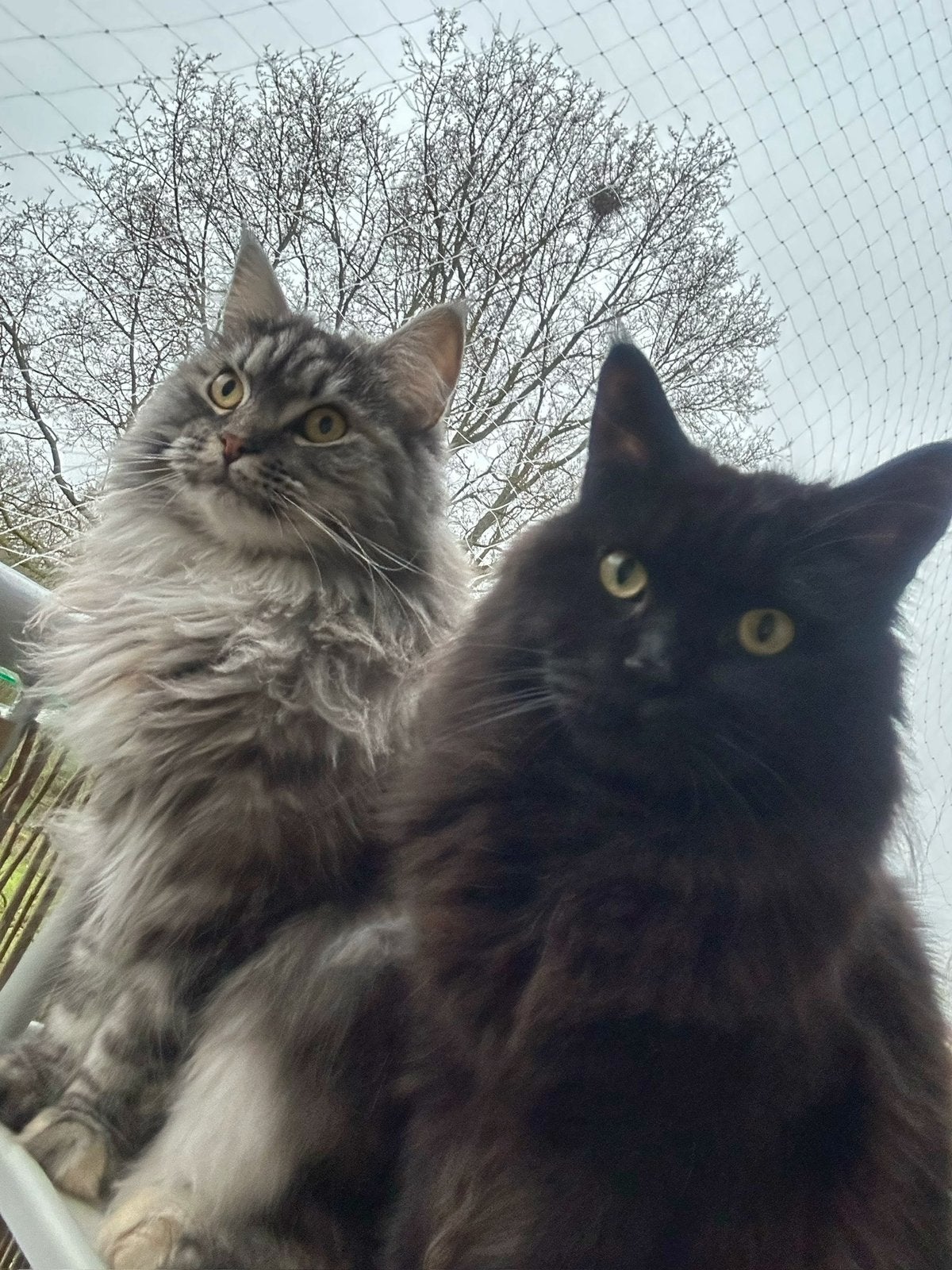 Twee maine coon herplaatsers, Dieren en Toebehoren, Meerdere dieren, Gechipt, 3 tot 5 jaar