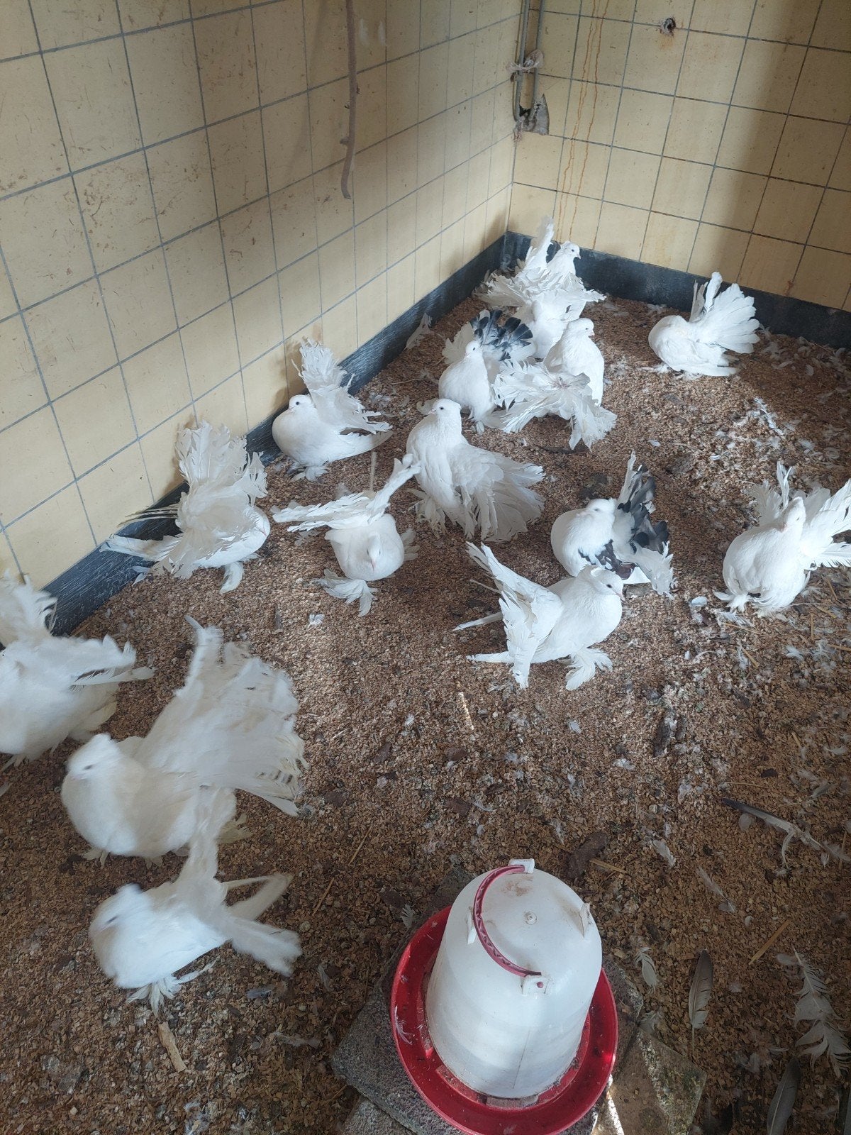 Pauwstaart duiven grote groep., Dieren en Toebehoren