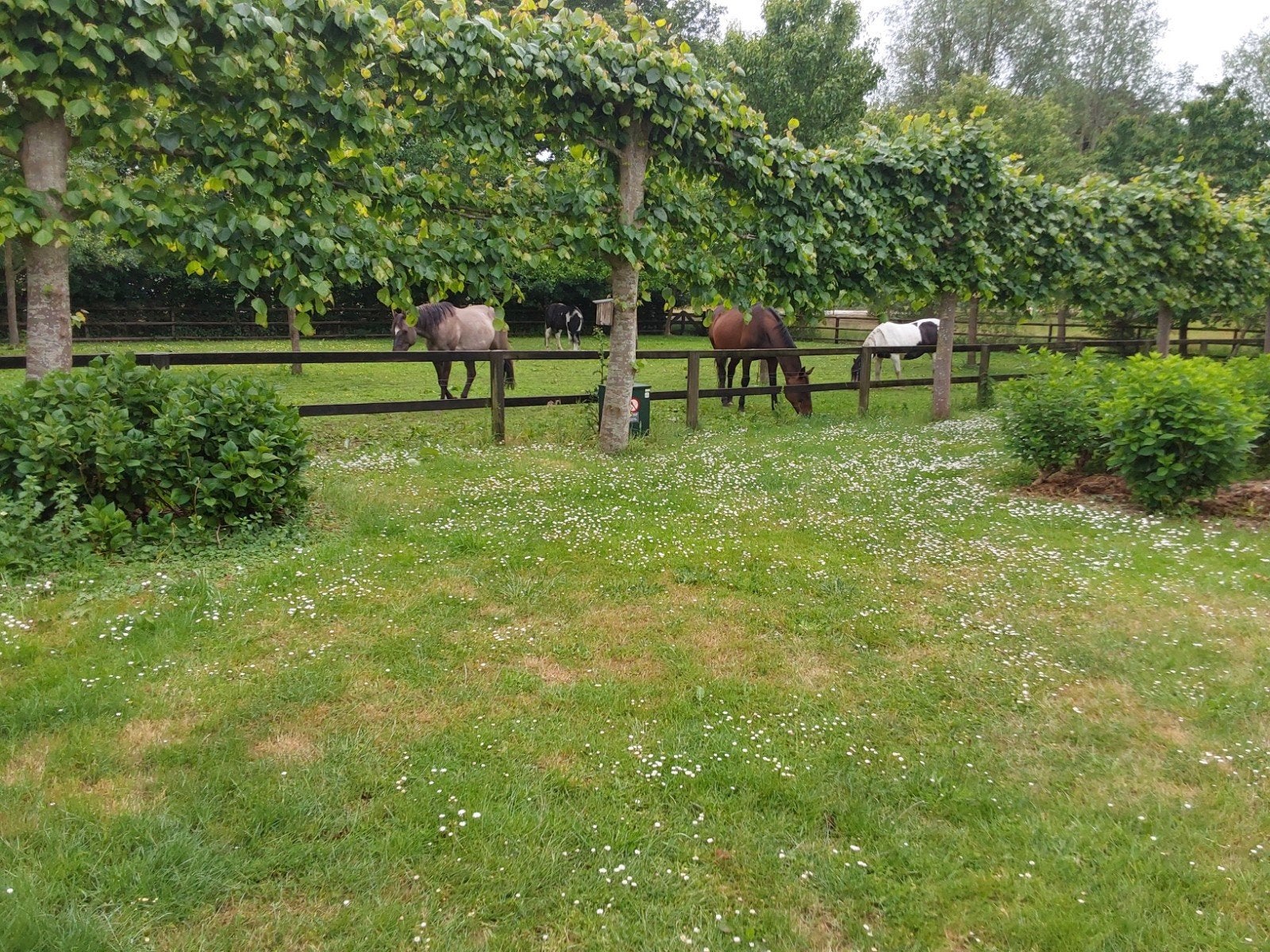 plek vrij voor pensioen paarden /pony’s of gebleseerde, Dieren en Toebehoren