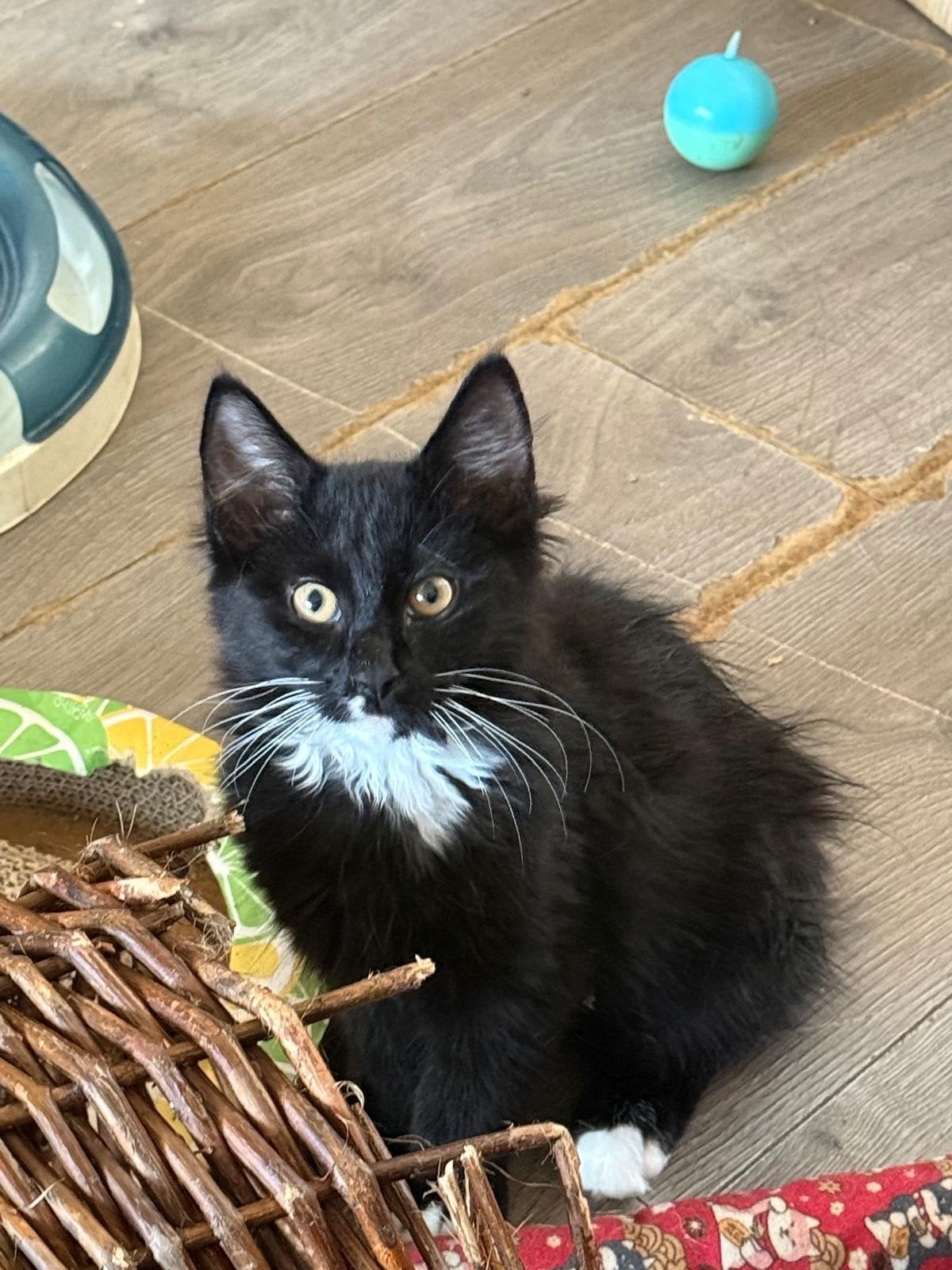 hallo wij zijn  diego & boets  wij zijn knap en heel lief, Kater