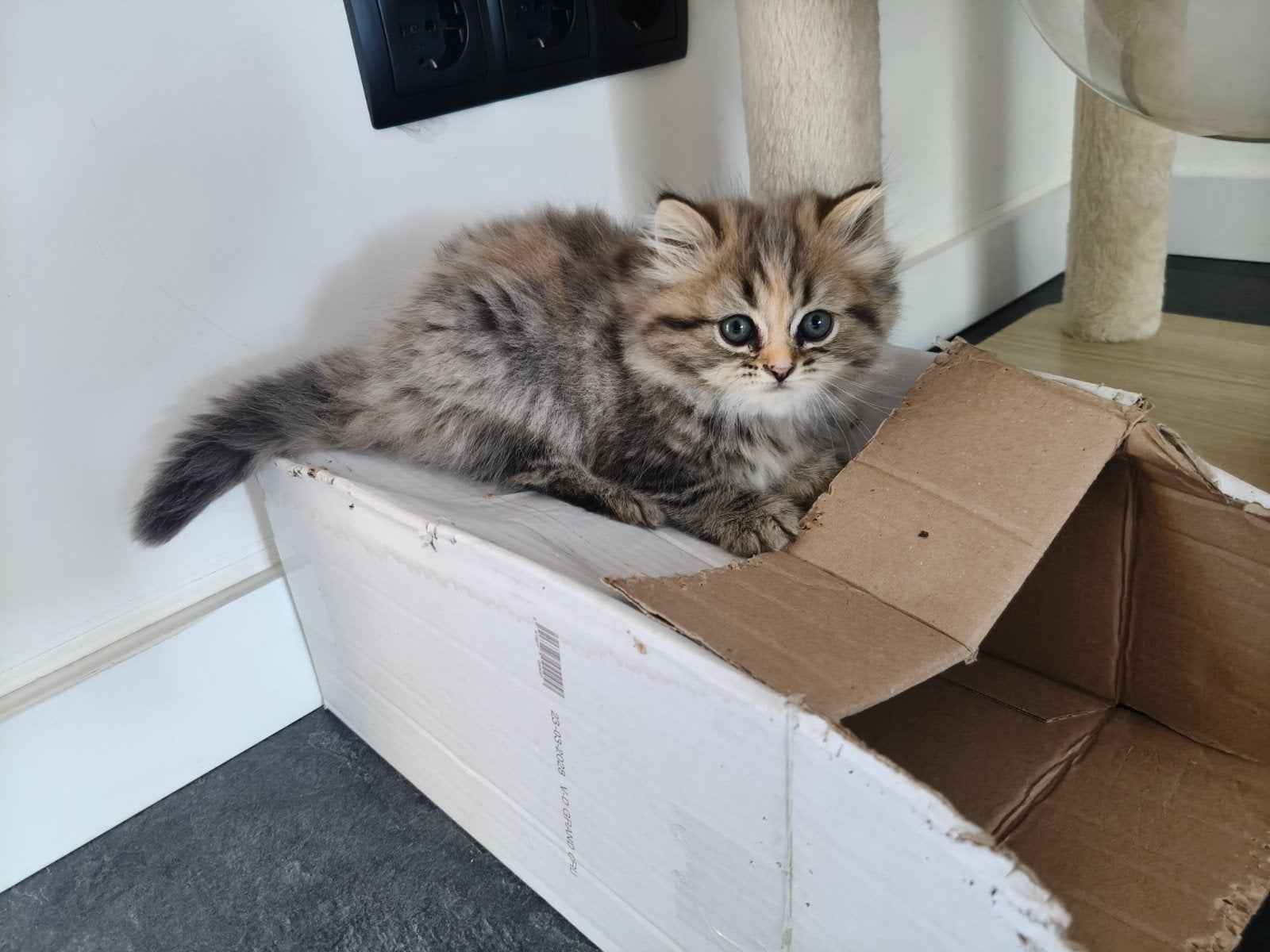 Lang harige Britse korthaar / pers kittens