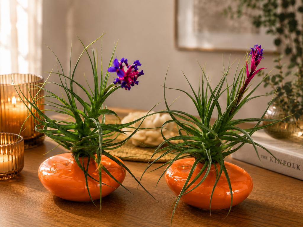 Tillandsia Aeranthos, Ophalen of Verzenden, Halfschaduw, Minder dan 100 cm