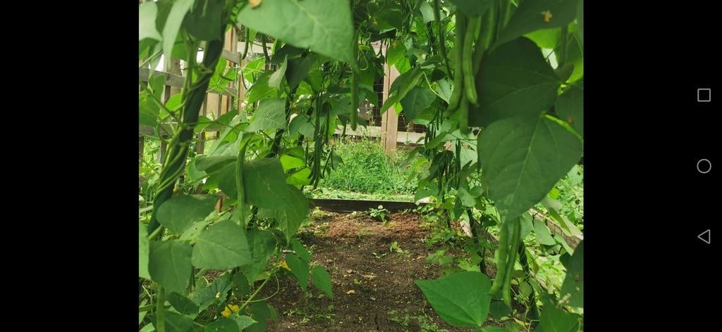 40 Zaden Stokboon - Verse en Productieve Bonen, Tuin en Terras, Ophalen of Verzenden, Voorjaar, Volle zon, Zaad