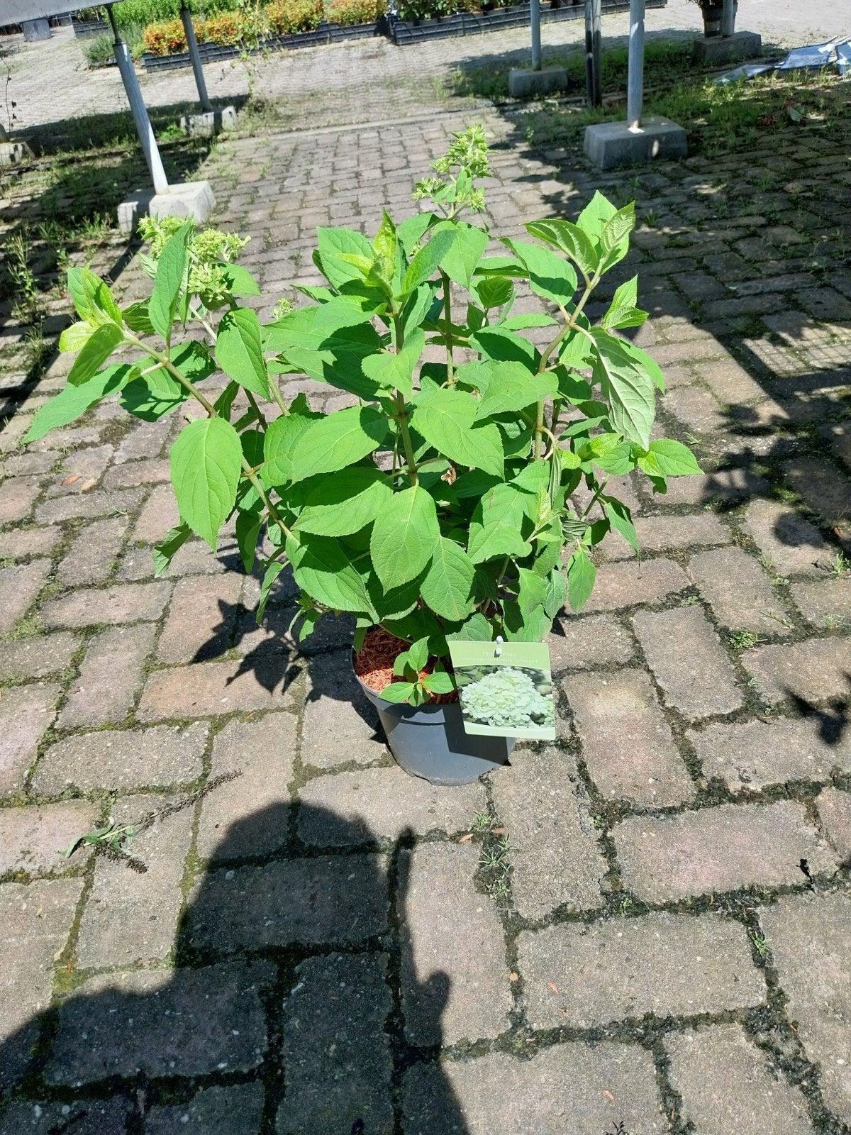 Hortensia Paniculata 'Limelight' - pluimhortensia, Ophalen, Overige soorten, Halfschaduw