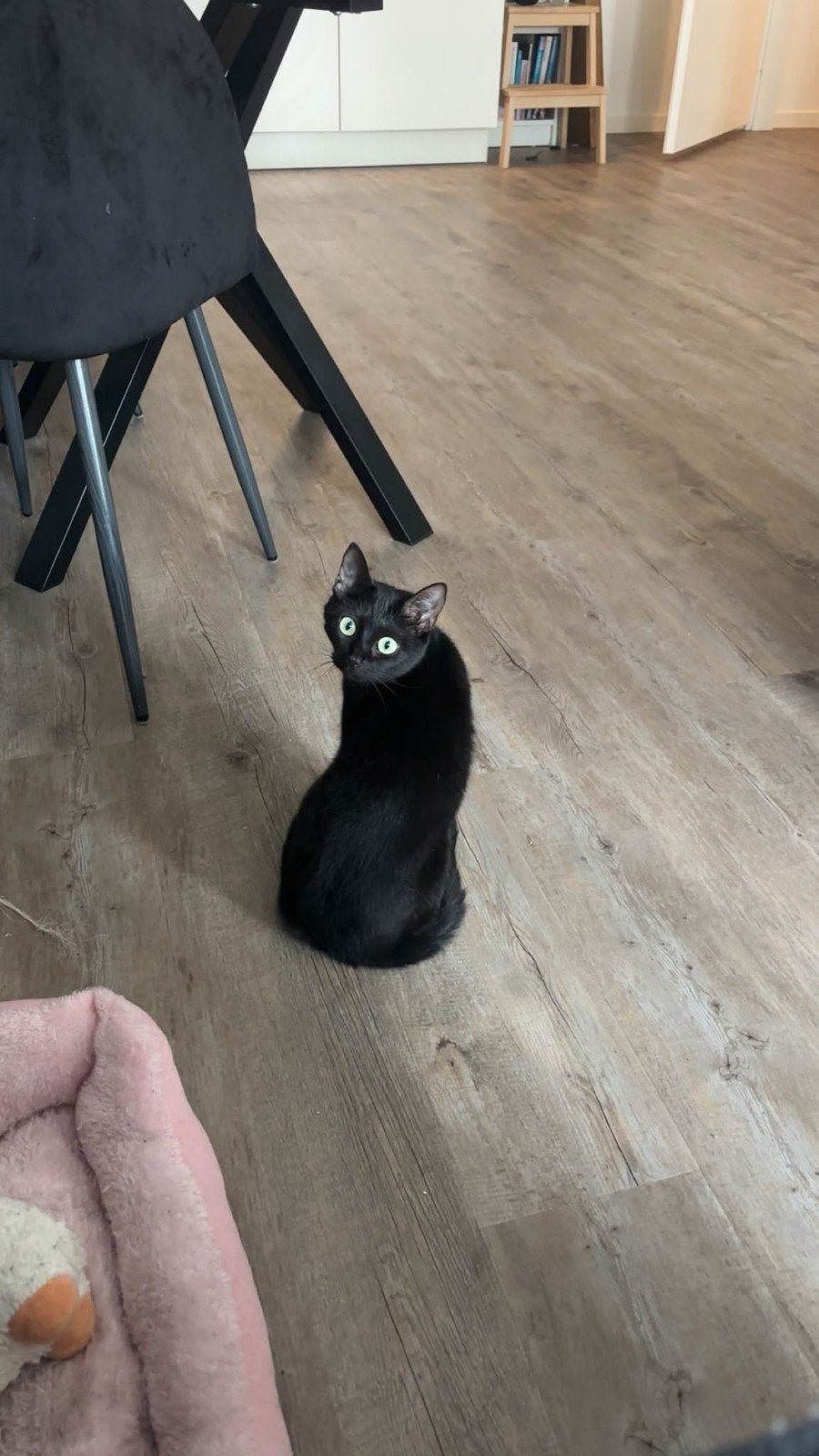 2 lieve zusjes zoeken ruim huis met tuin, Poes