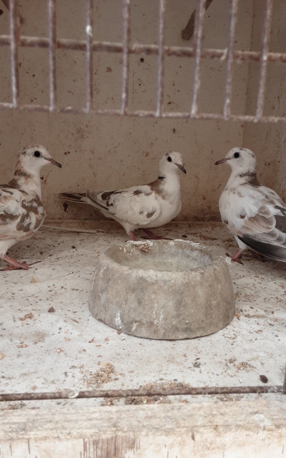 Bonte koerduifjes, Meerdere dieren, Overige soorten