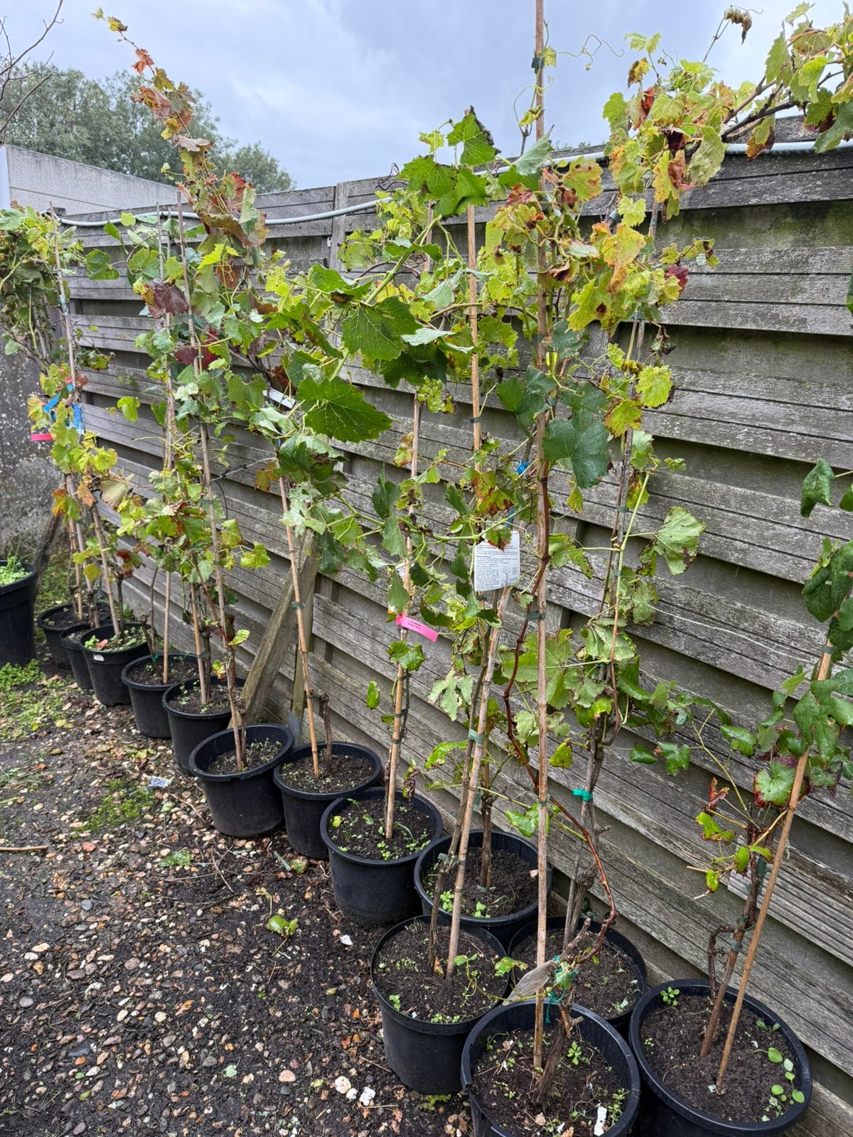 Druiven planten kleur blauw muskaat hebben al druiven gegeve, Ophalen, Volle zon, Vaste plant, Klimplanten
