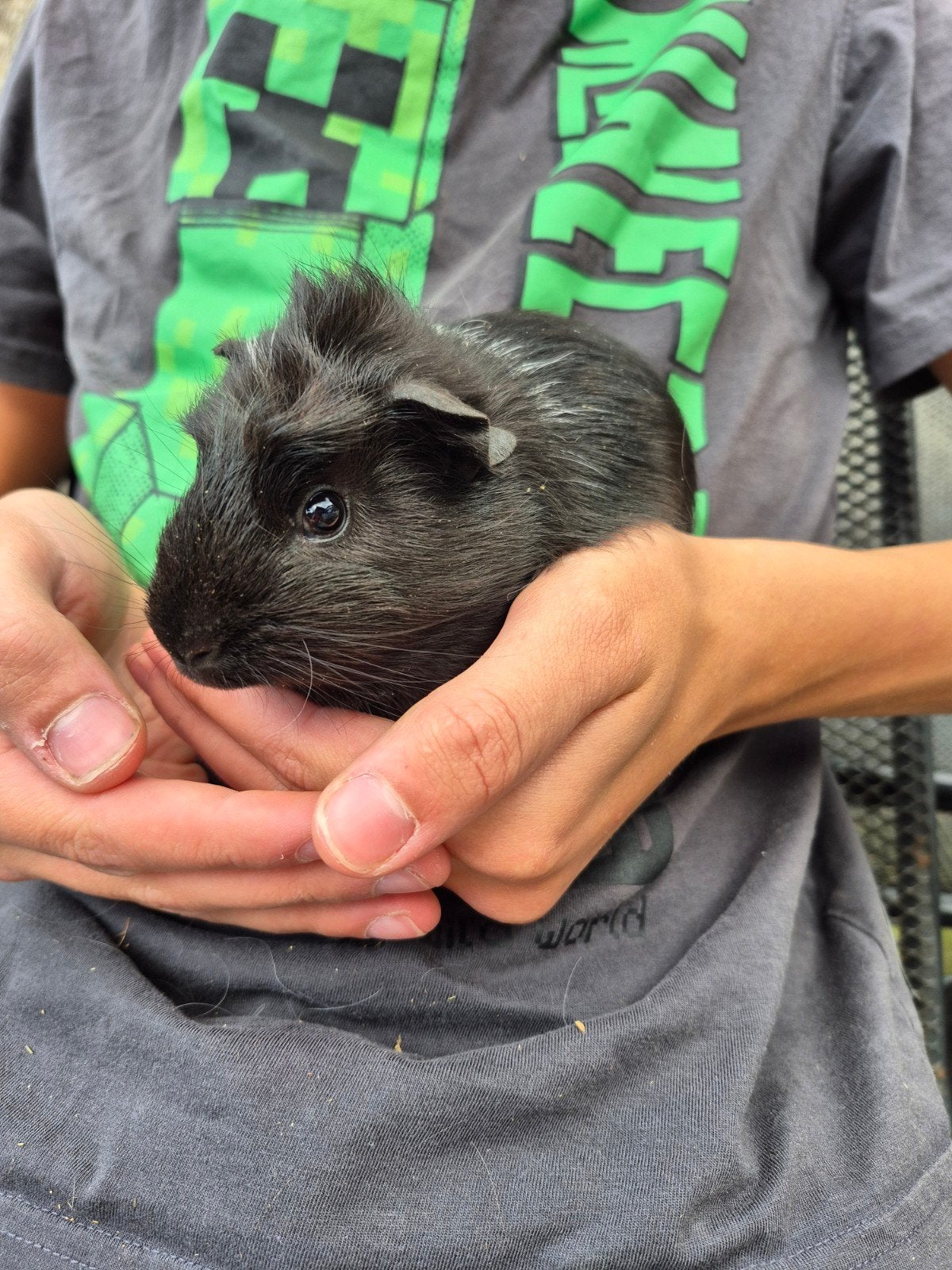 beertje 29-5, Dieren en Toebehoren, Cavia, Mannelijk, Mei, Tam