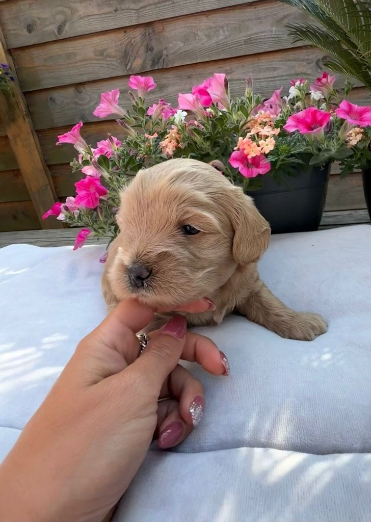 Mini Australian Labradoodle pups (1 reutje beschikbaar), Overige rassen, Meerdere, Meerdere dieren, Nederland
