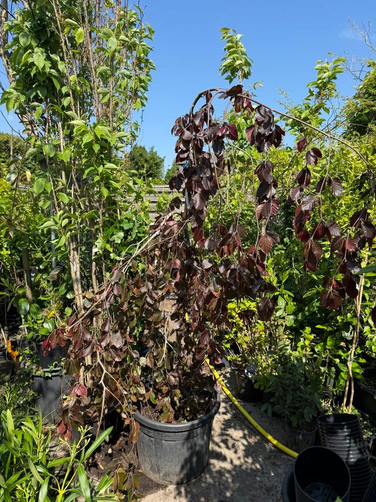 Fagus sylv purple fountain  paarse treur beuk vorm appart, Tuin en Terras, Planten | Bomen, Ophalen, Bloeit niet, Halfschaduw