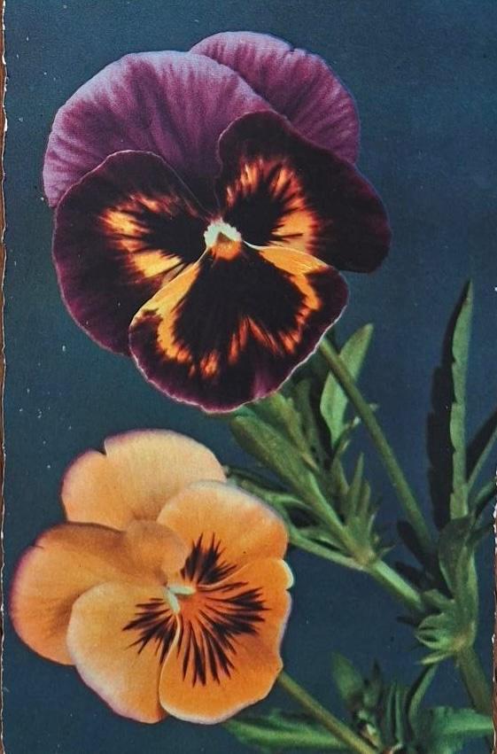 Prachtige Viooltjes, Verzenden, 1920 tot 1940, Gelopen, Overige thema's