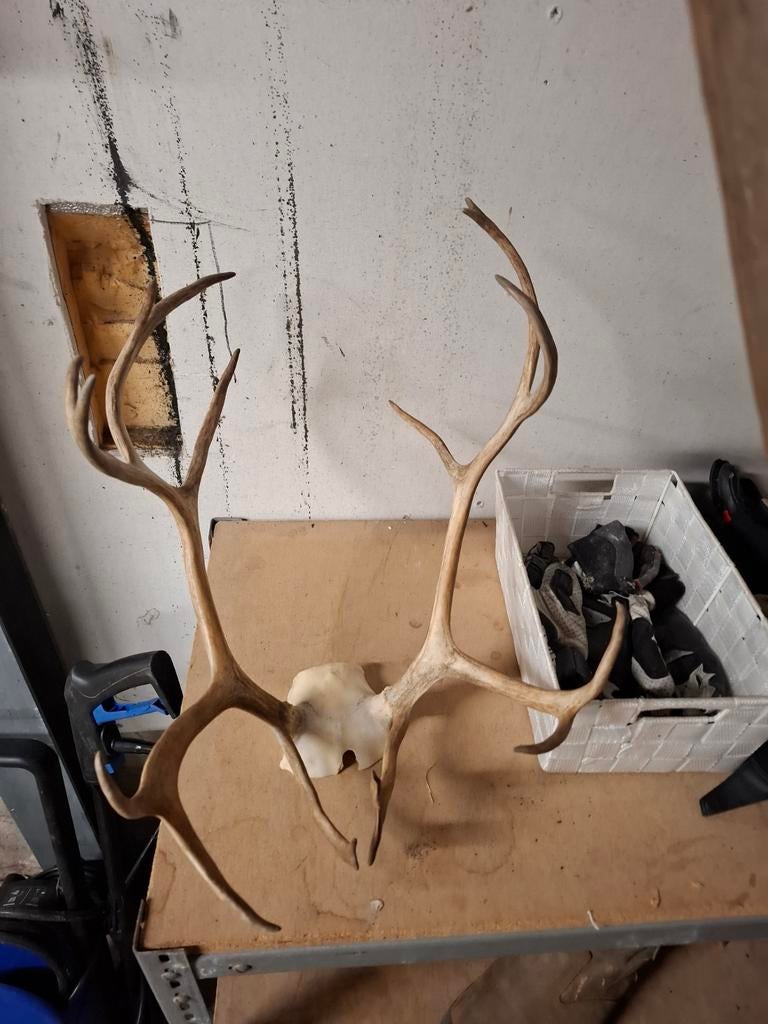 Gewei van Zweeds rendier, Gebruikt, Beige, Ophalen of Verzenden, Landelijk