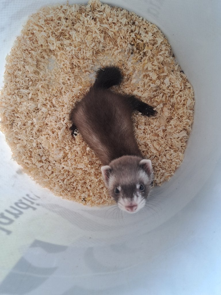 Te Koop jonge Fretje, Dieren en Toebehoren, Juni, Mannelijk, Fret