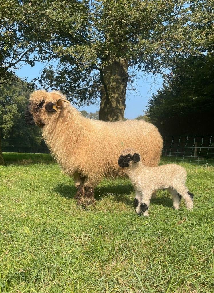 2 mooie walliser schwarznase ooien, Vrouwelijk, Schaap