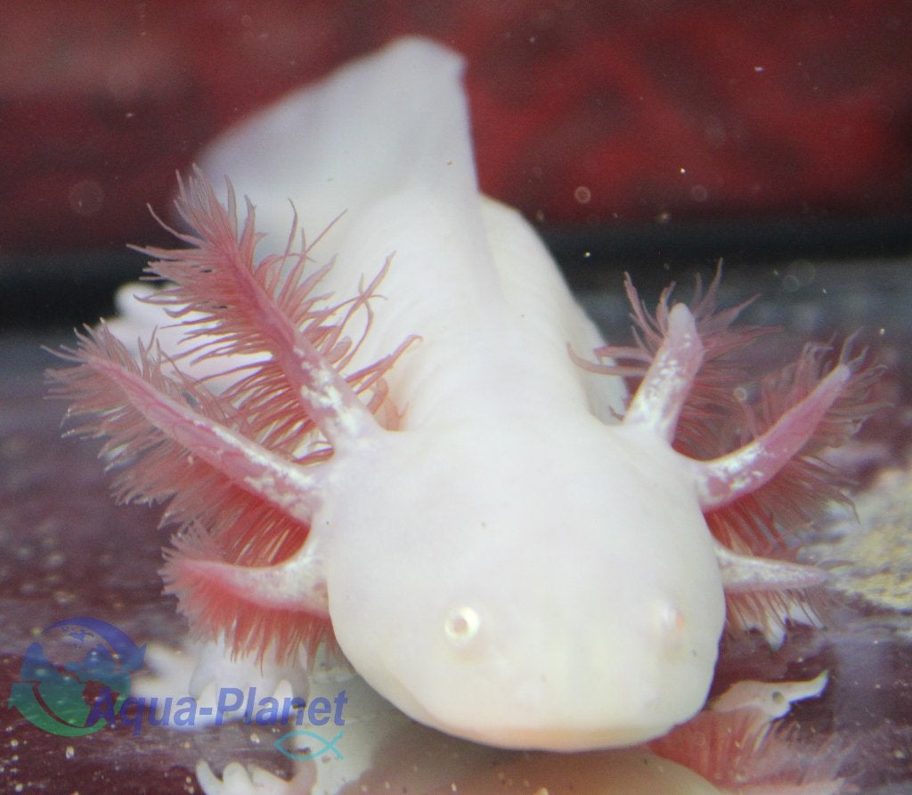 Axolotl - White Albino, Amfibie, Tam, 0 tot 2 jaar