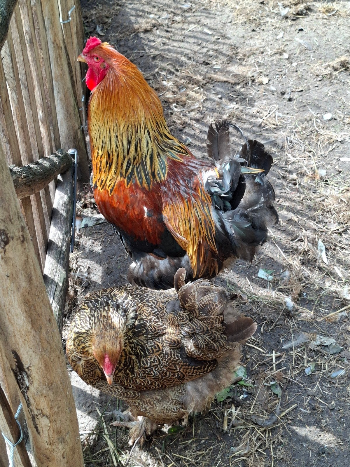Brahma groot meerzomig patrijs, Dieren en Toebehoren, Meerdere dieren, Kip