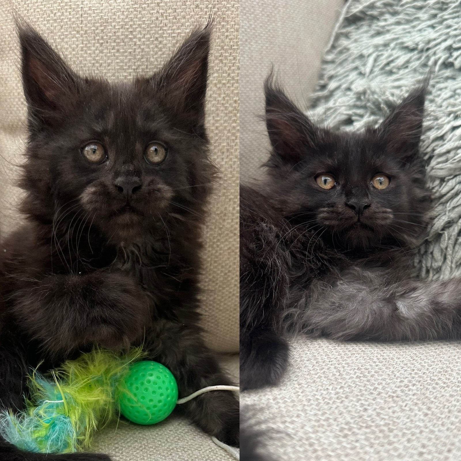 Maine Coon kittens, Dieren en Toebehoren, Katten en Kittens | Raskatten | Langhaar, Poes, Met stamboom