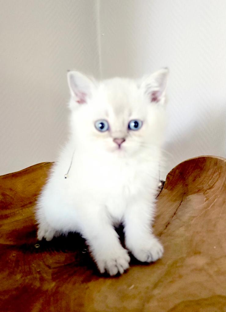 Brits korthaar kittens met stamboom mogen verhuizen!, Meerdere dieren, Met stamboom, 0 tot 2 jaar