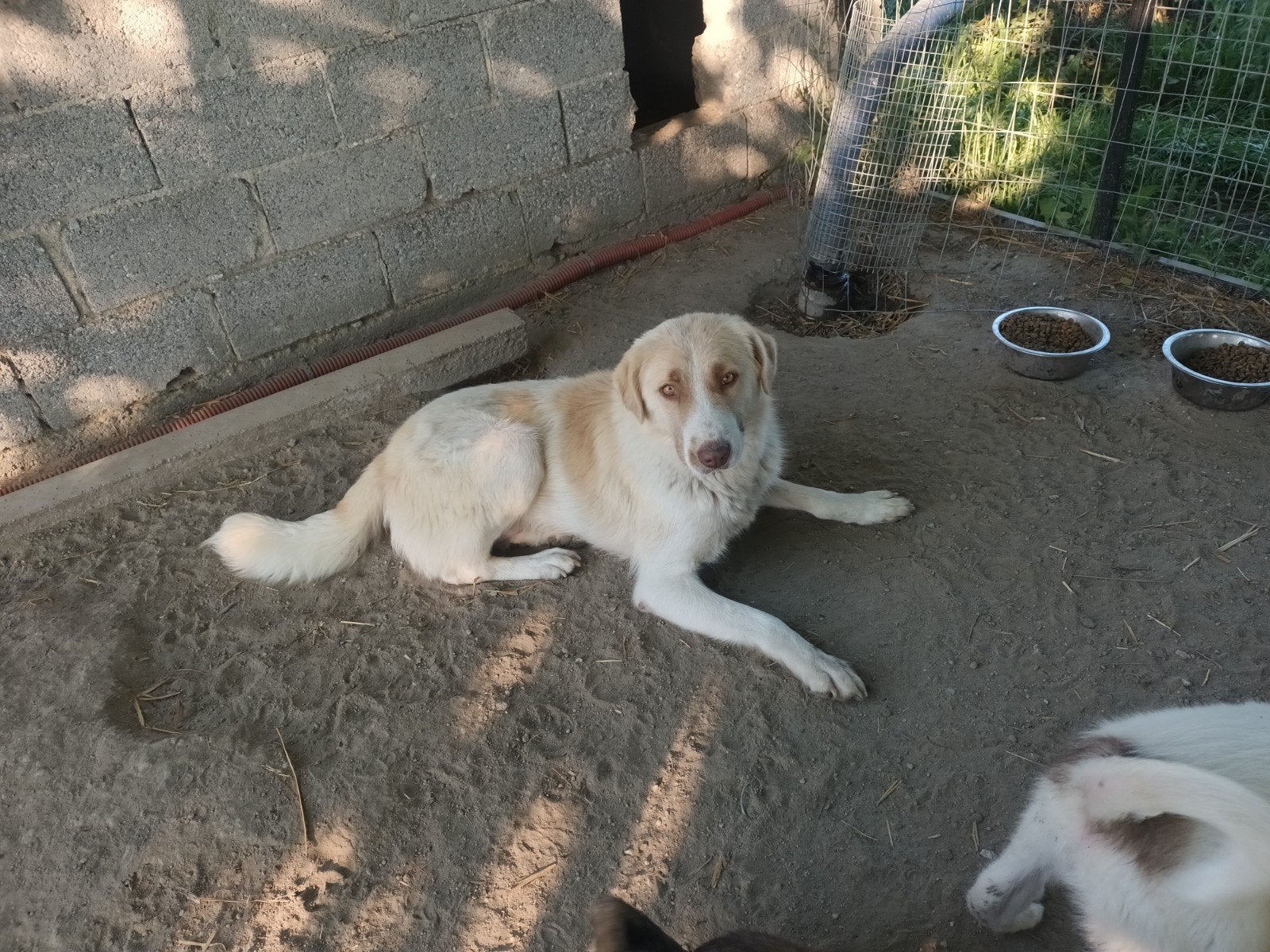 Lieve Martha, Dieren en Toebehoren, Honden | Niet-rashonden, Particulier, 1 tot 2 jaar, Buitenland, Teef
