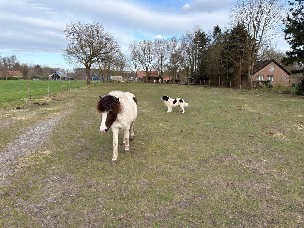 Plekje vrij voor opfok – IJslanders, Opfok, 2 of 3 paarden of pony's