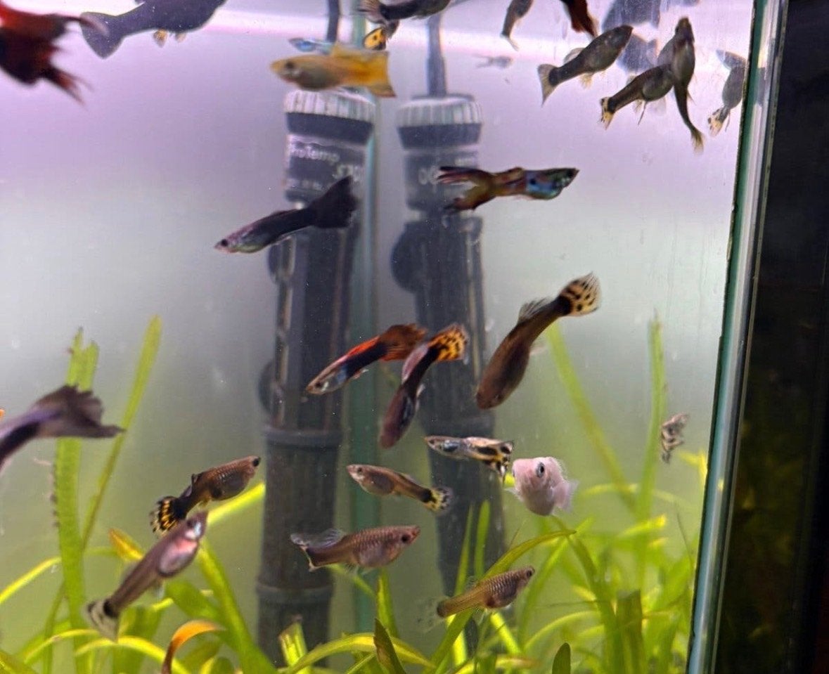 Guppen allerlei kleuren, Dieren en Toebehoren, Vissen | Aquariumvissen, Vis