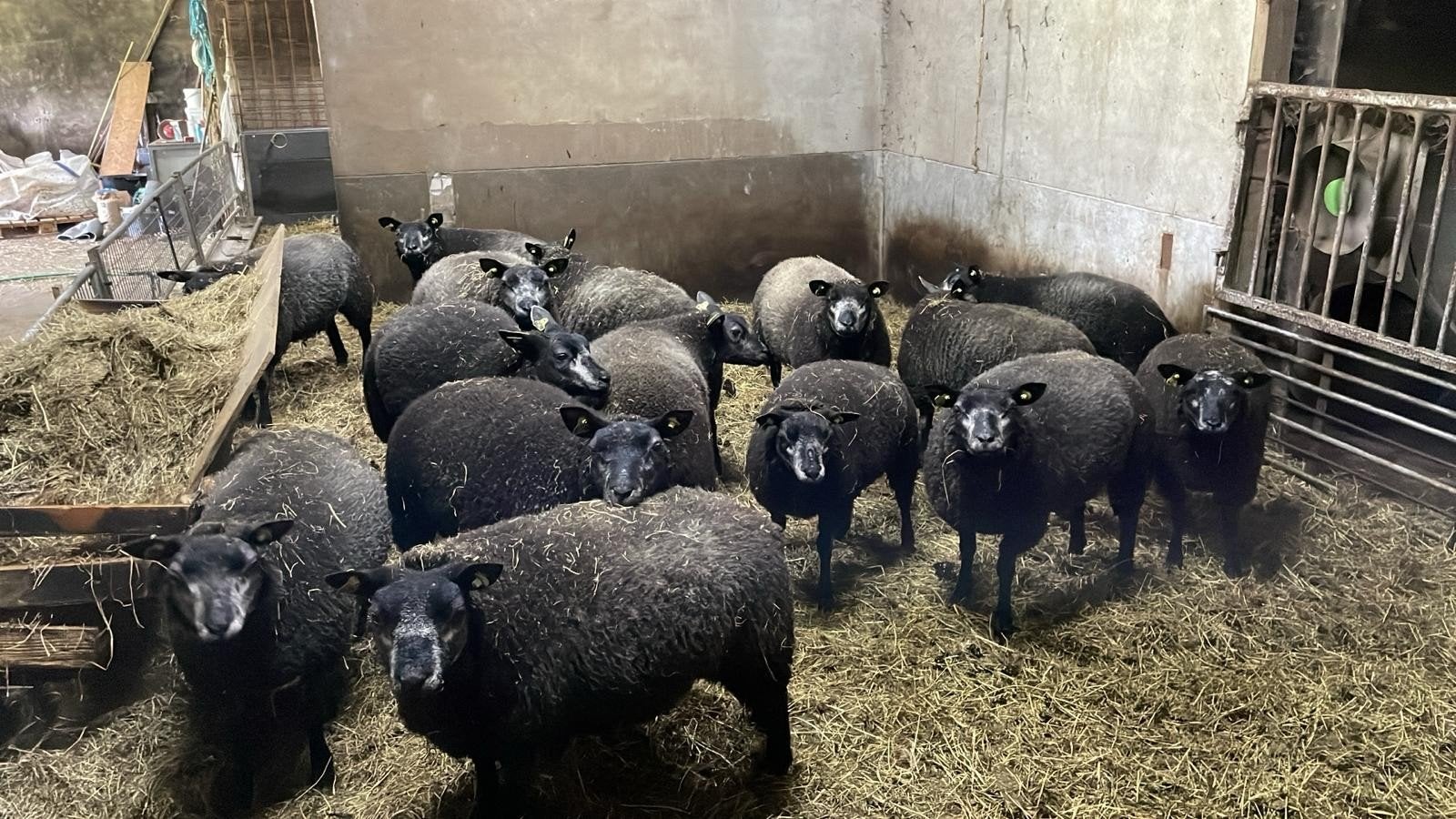 Koppel Blauwe texelaar ooien., Vrouwelijk, Schaap, 0 tot 2 jaar