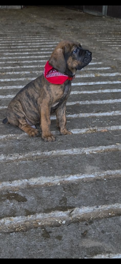 Rottweiler x CaneCorso puppy's, Dieren en Toebehoren, 8 tot 15 weken, Groot, Meerdere, Meerdere dieren