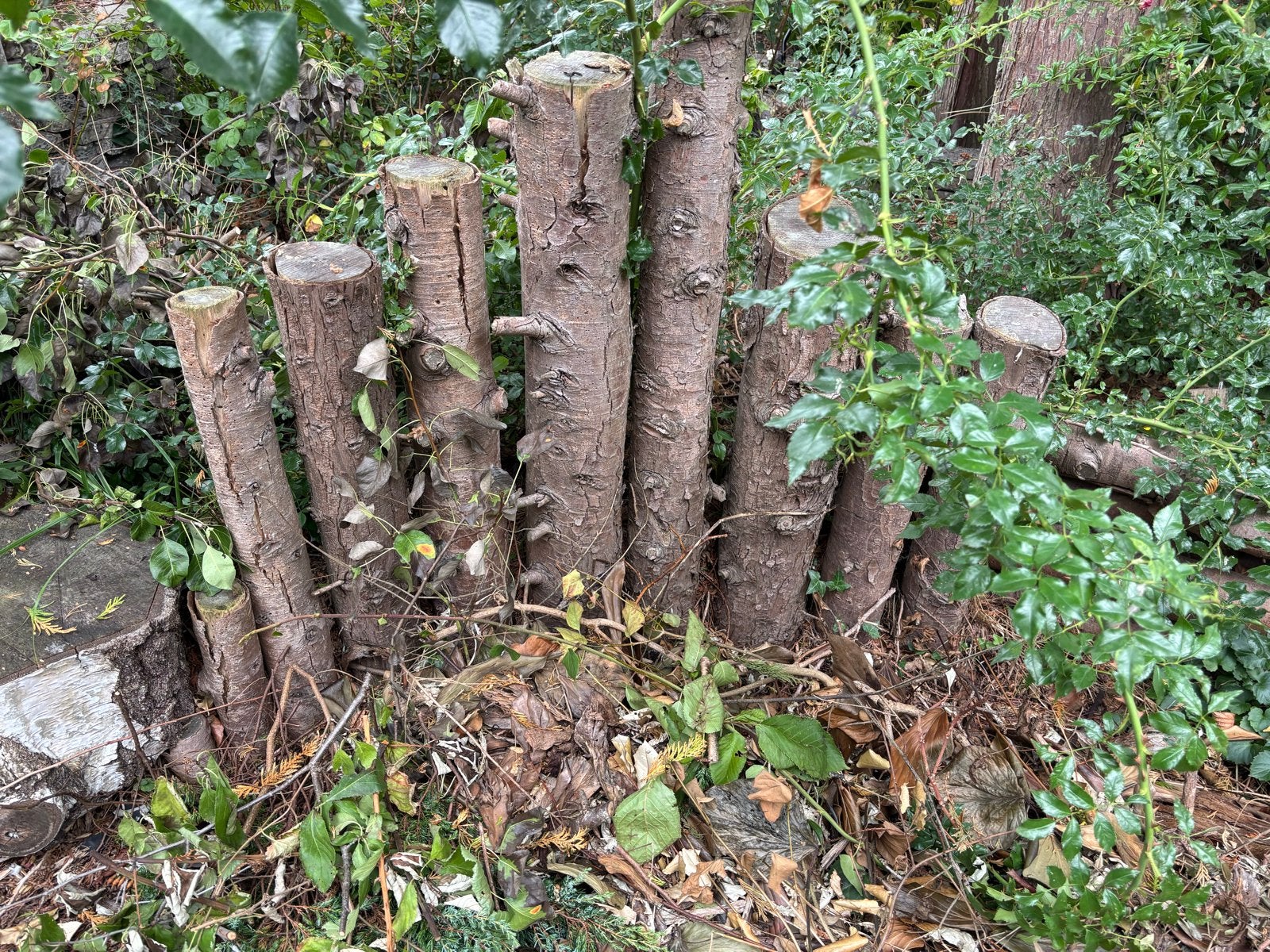 Diverse boomstammen en takken, Tuin en Terras, Minder dan 3 m³, Ophalen, Overige houtsoorten, Stammen