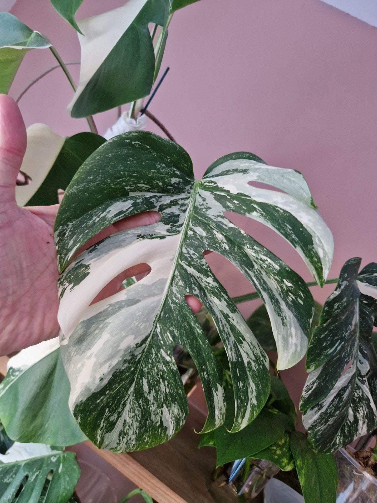 Monstera Deliciosa Albo Variegata stekken kamerplant, Ophalen of Verzenden, Halfschaduw, Minder dan 100 cm