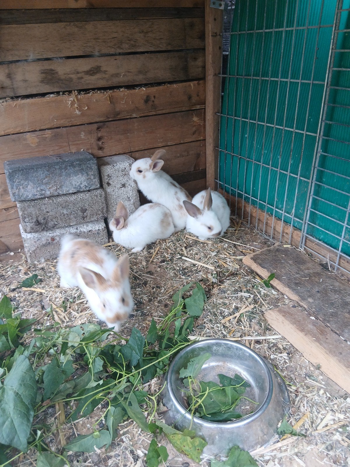 0, Meerdere dieren, Dwerg
