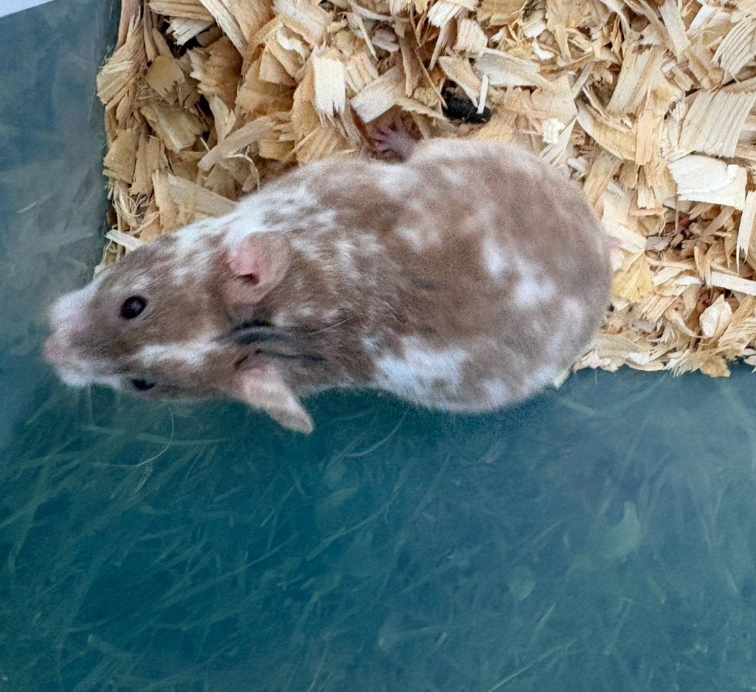 Lieve tamme goudhamster, Dieren en Toebehoren, Knaagdieren, Hamster, Vrouwelijk, Tam, September