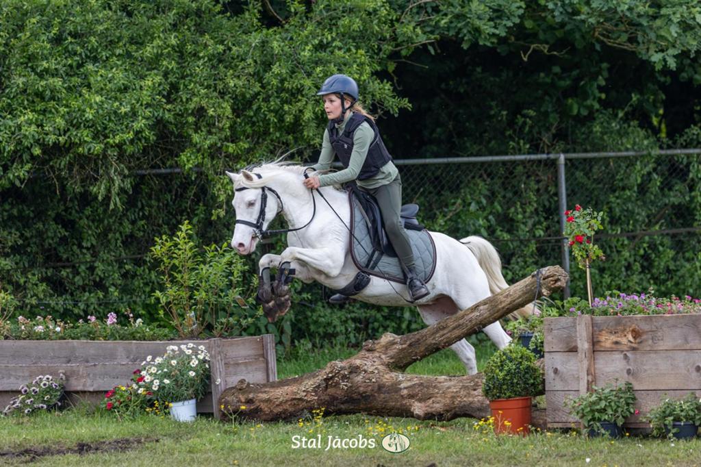 Bixie-sportpony, Dieren en Toebehoren, Merrie, Met stamboom, Dressuurpony, L