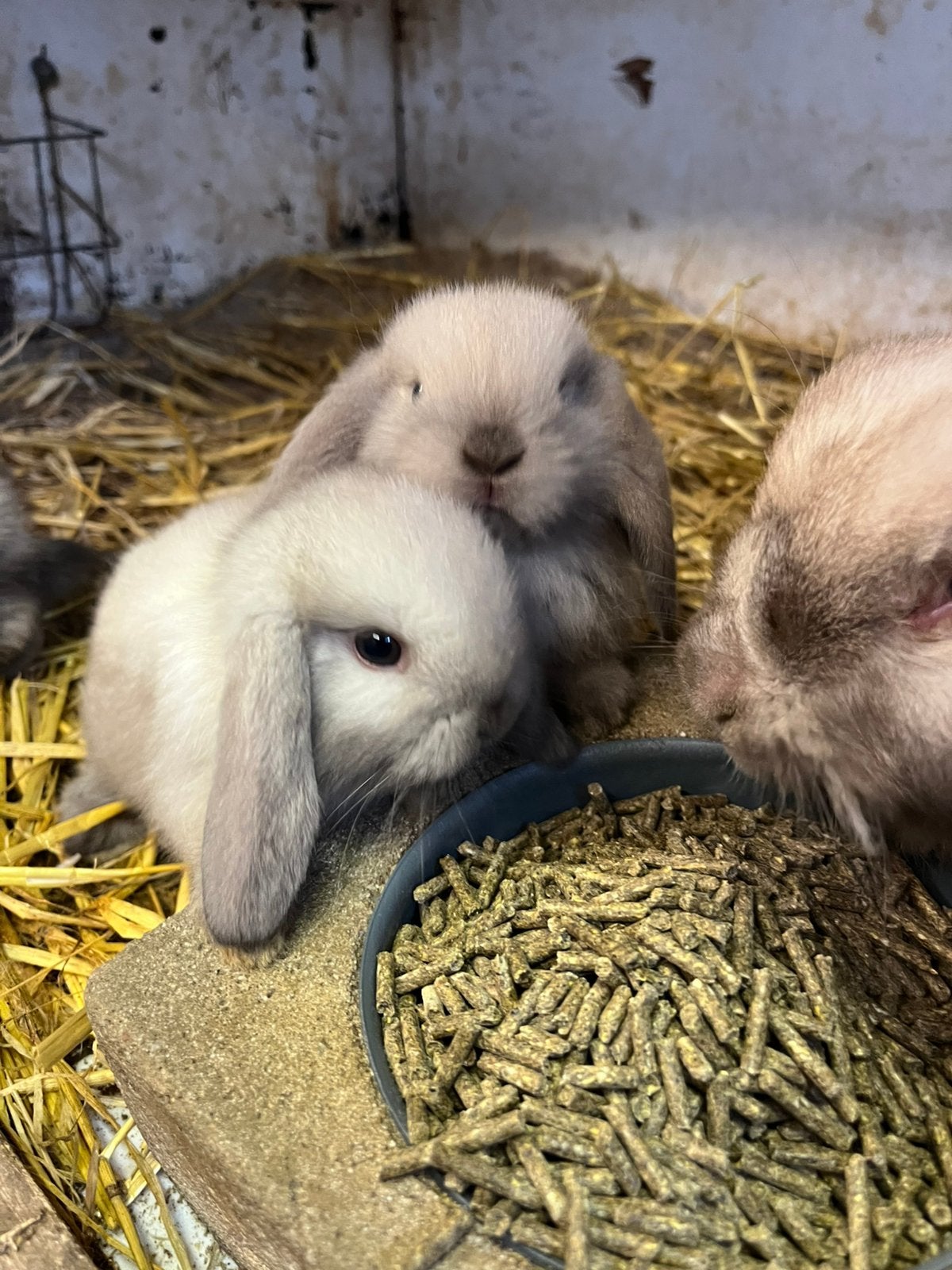 Te koop Hangoor Dwerg konijntjes, Dieren en Toebehoren, Meerdere dieren, Dwerg, Hangoor