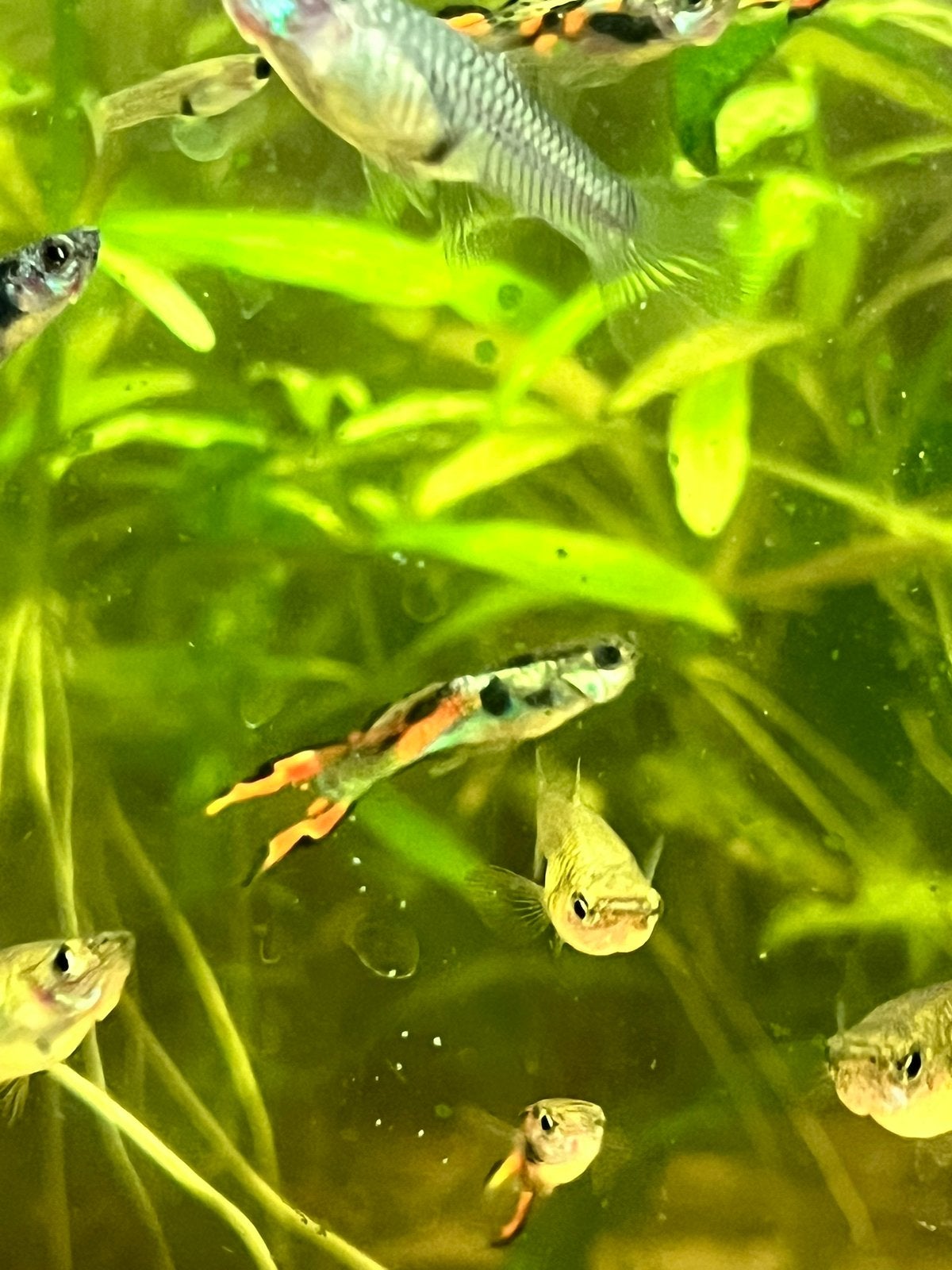 Guppy’s, Vis