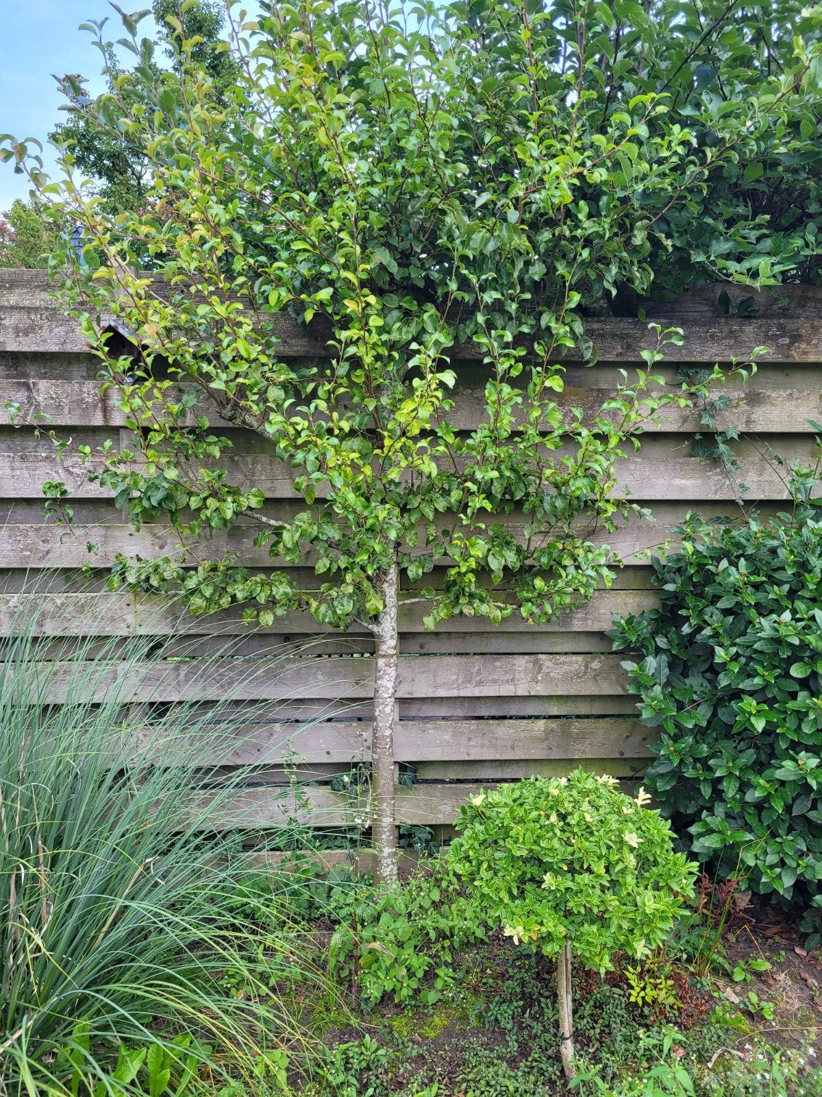 Peren leiboom, Tuin en Terras, Bloeit niet, Leiboom, 100 tot 250 cm, Ophalen
