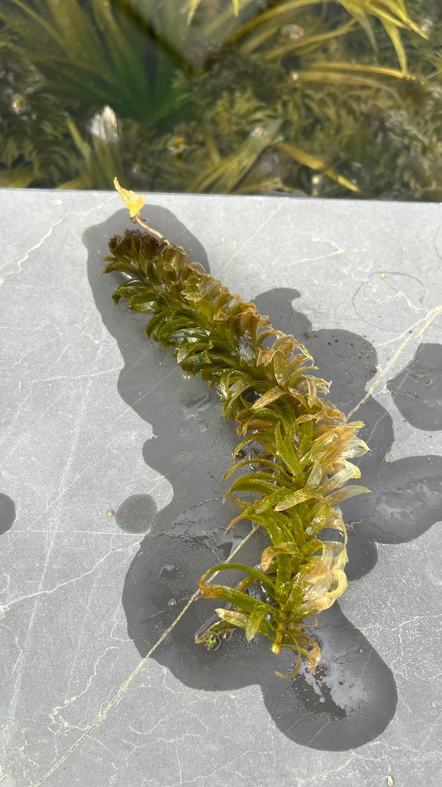 Waterpest gratis af te halen, Tuin en Terras, Vijvers, Ophalen, Zo goed als nieuw