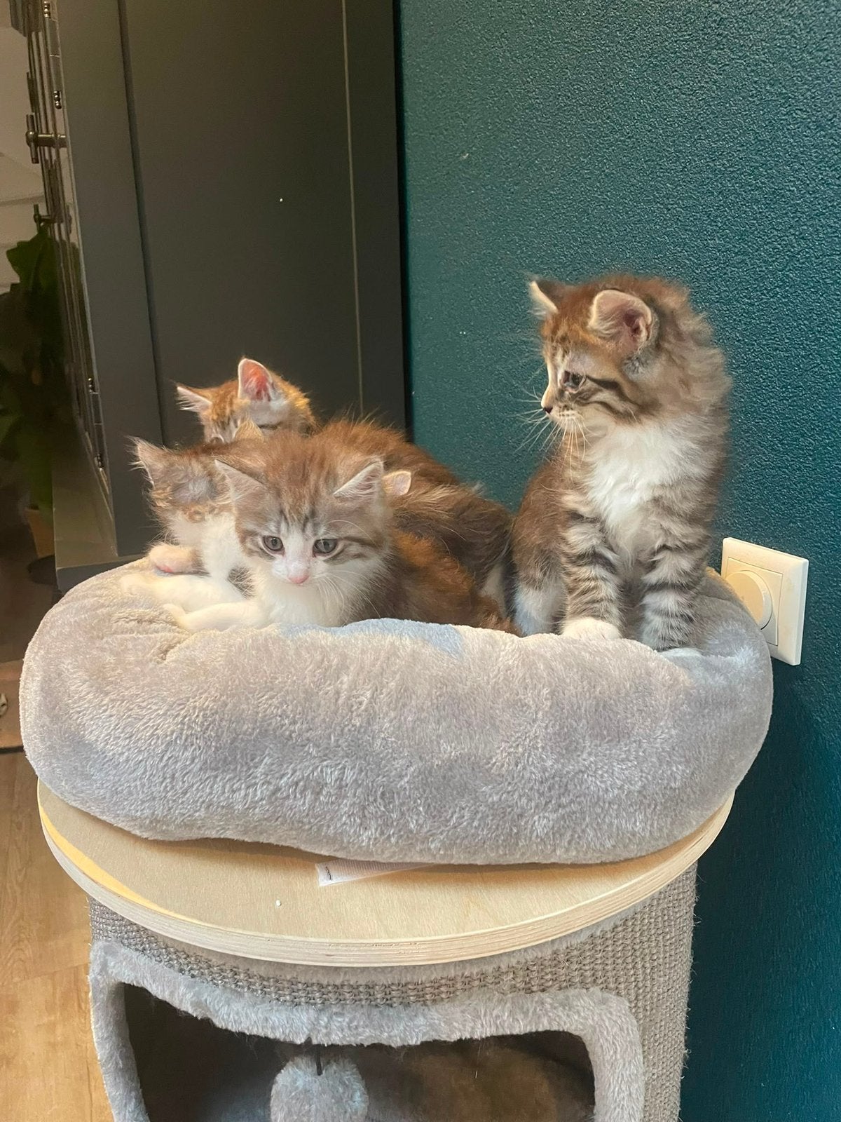 Maine coon kittens mogen volgende week verhuizen, Meerdere dieren, Ontwormd
