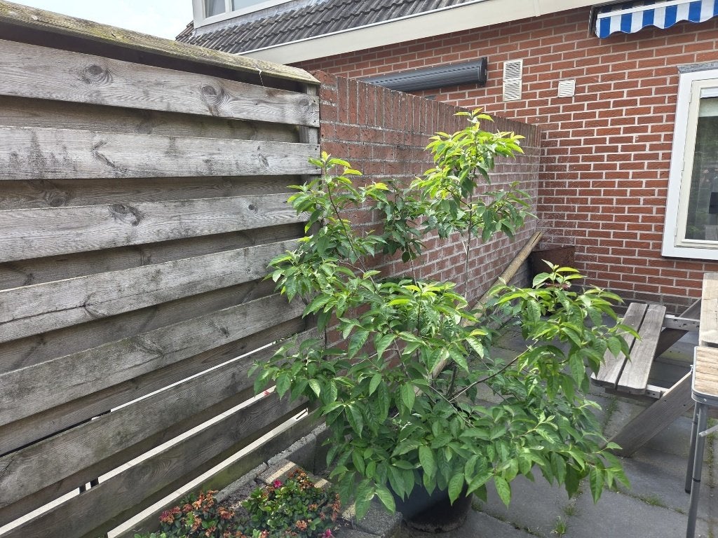 Te koop Kaki struik, Ophalen, Overige soorten, Struik, 100 tot 250 cm