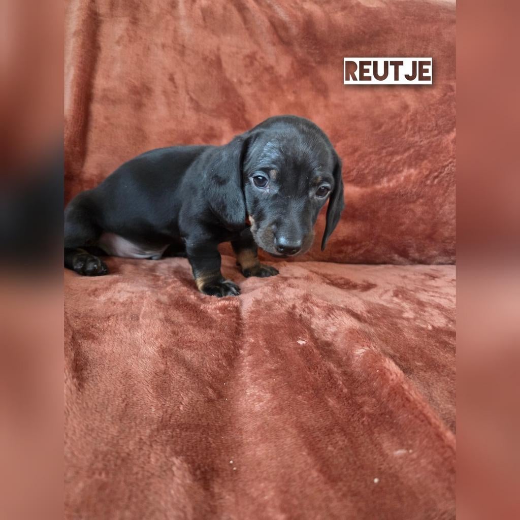 Teckelpups, Dieren en Toebehoren, Honden | Teckels en Dashonden, Korthaar, Dwerg, Meerdere, Meerdere dieren