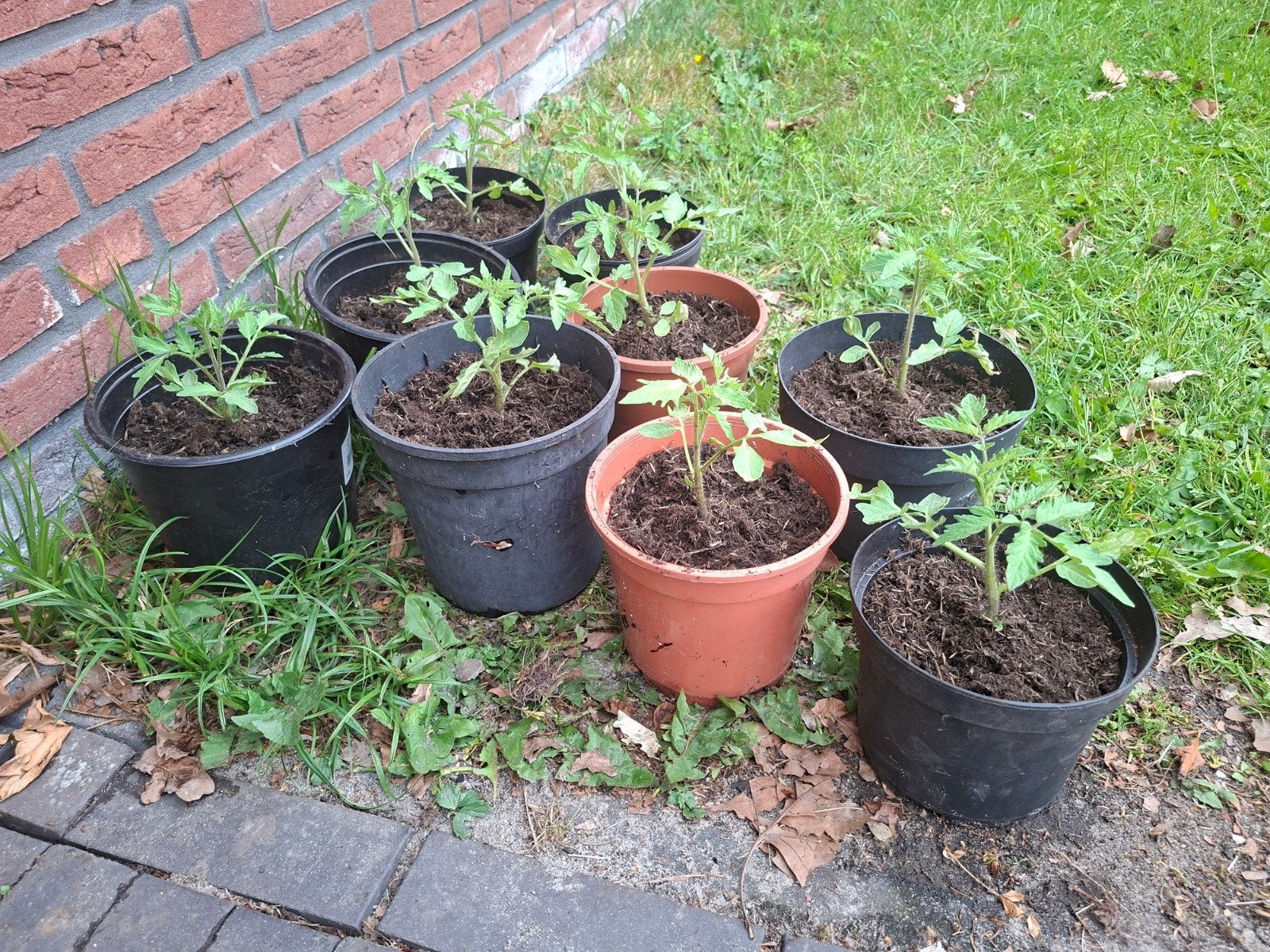 Tomatenplant, Ophalen of Verzenden, Eenjarig, Groenteplanten, Volle zon
